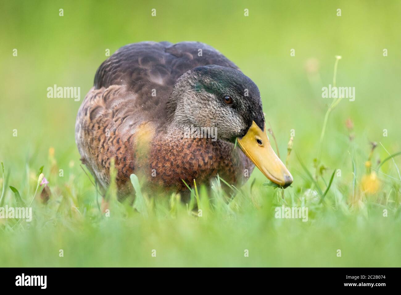 Ente auf der Wiese frisst Gras Stockfoto