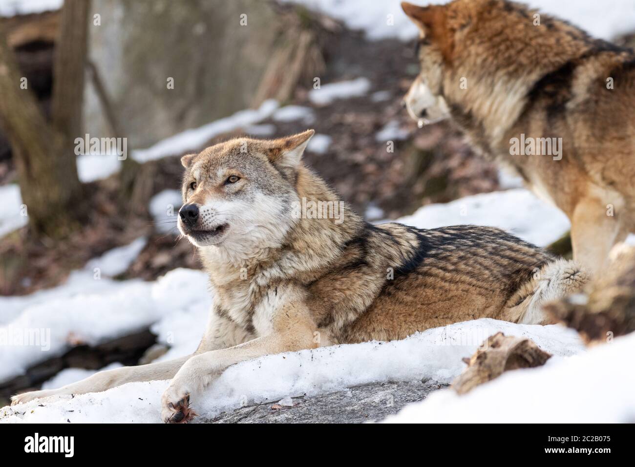 2 Wölfe im Schnee Stockfoto