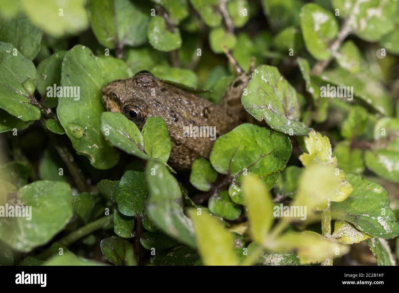 Frosch in den Blättern Stockfoto