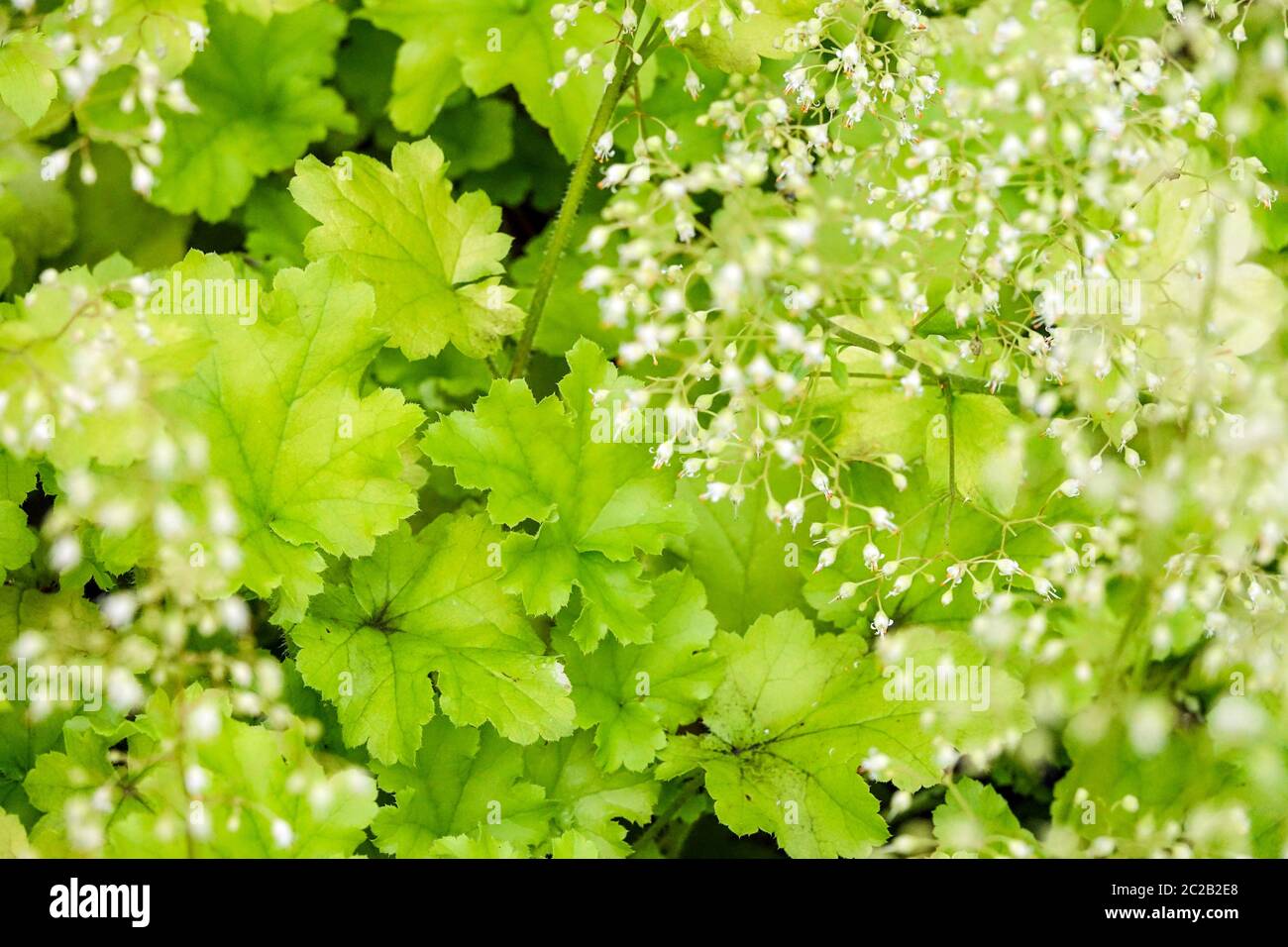 Heuchera „Limettenmarmelade“ Heuchera Blätter Heucheras Laub Garten Blühend Heuchera Limettengrün Gelb Farbe Kleine Weiße Blumen Stockfoto