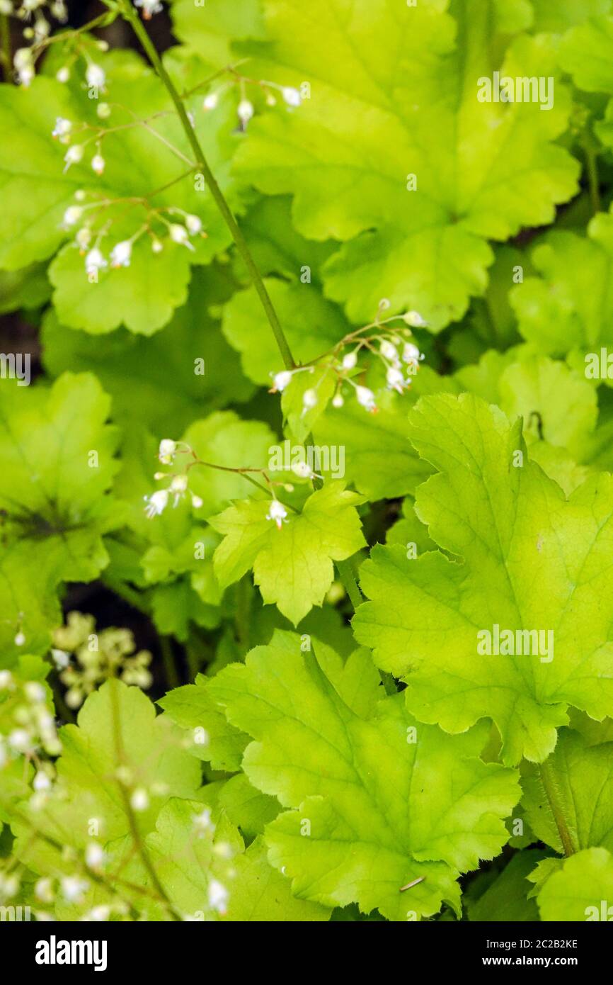 Gartenblätter Weiße Blume Heuchera „Lime Marmalade“ Heuchera Hinterlässt Leuchtendes Limettengrün Laub Heucheras Stockfoto