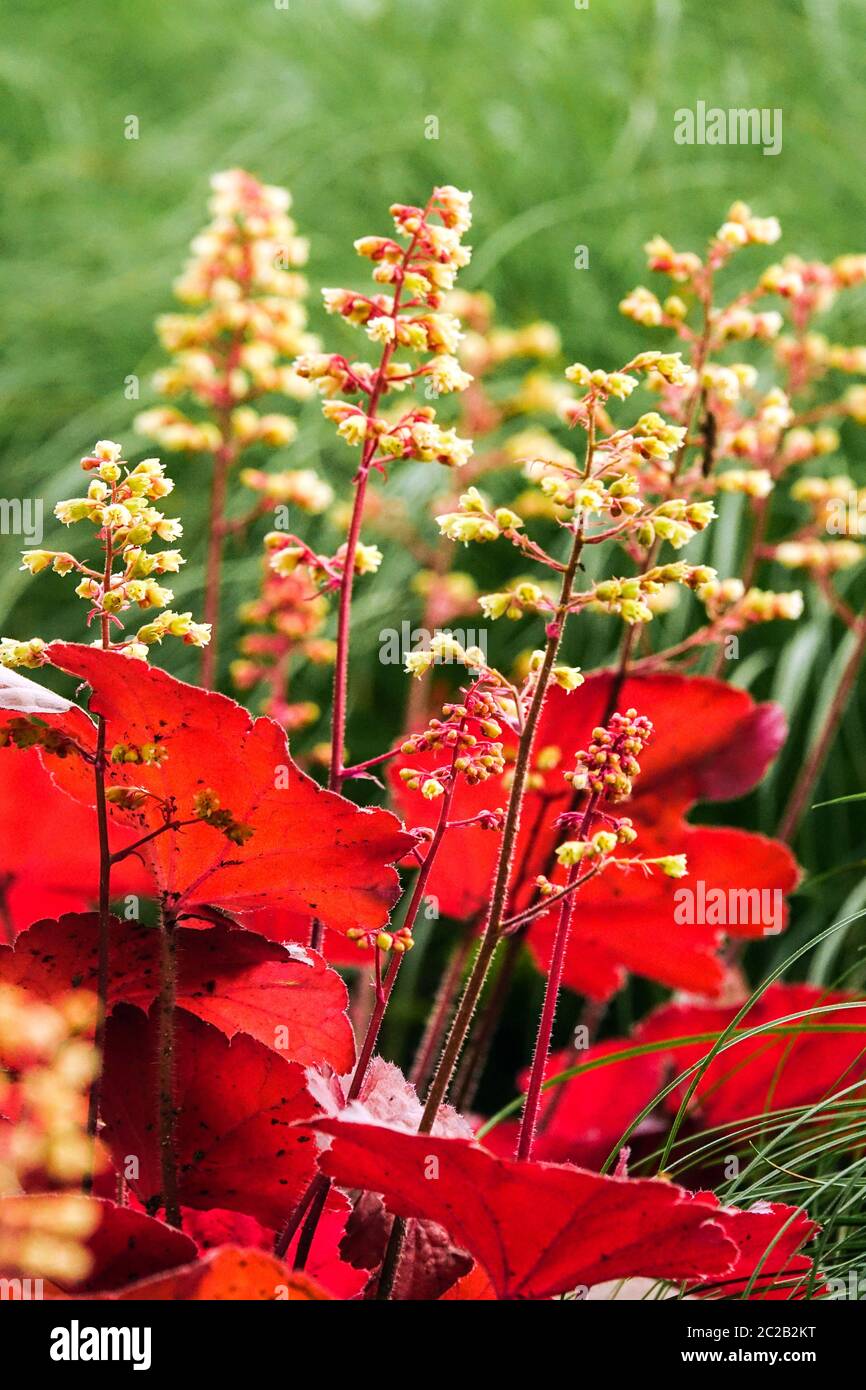 Heuchera Red Leaves Flowers Gartenpflanze Hardy Heucheras Blühende Heuchera „Blondie“ Little Cutie Serie Flower Coral Bells Alumroot Coralbells Stockfoto