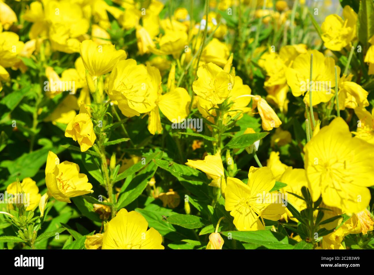 Gelbe große Blüten einer Nachtkerze viereckig wachsend auf der Straße. Bunte und festliche Hintergrund mit vielen kühlen Farben beleuchtet. Stockfoto