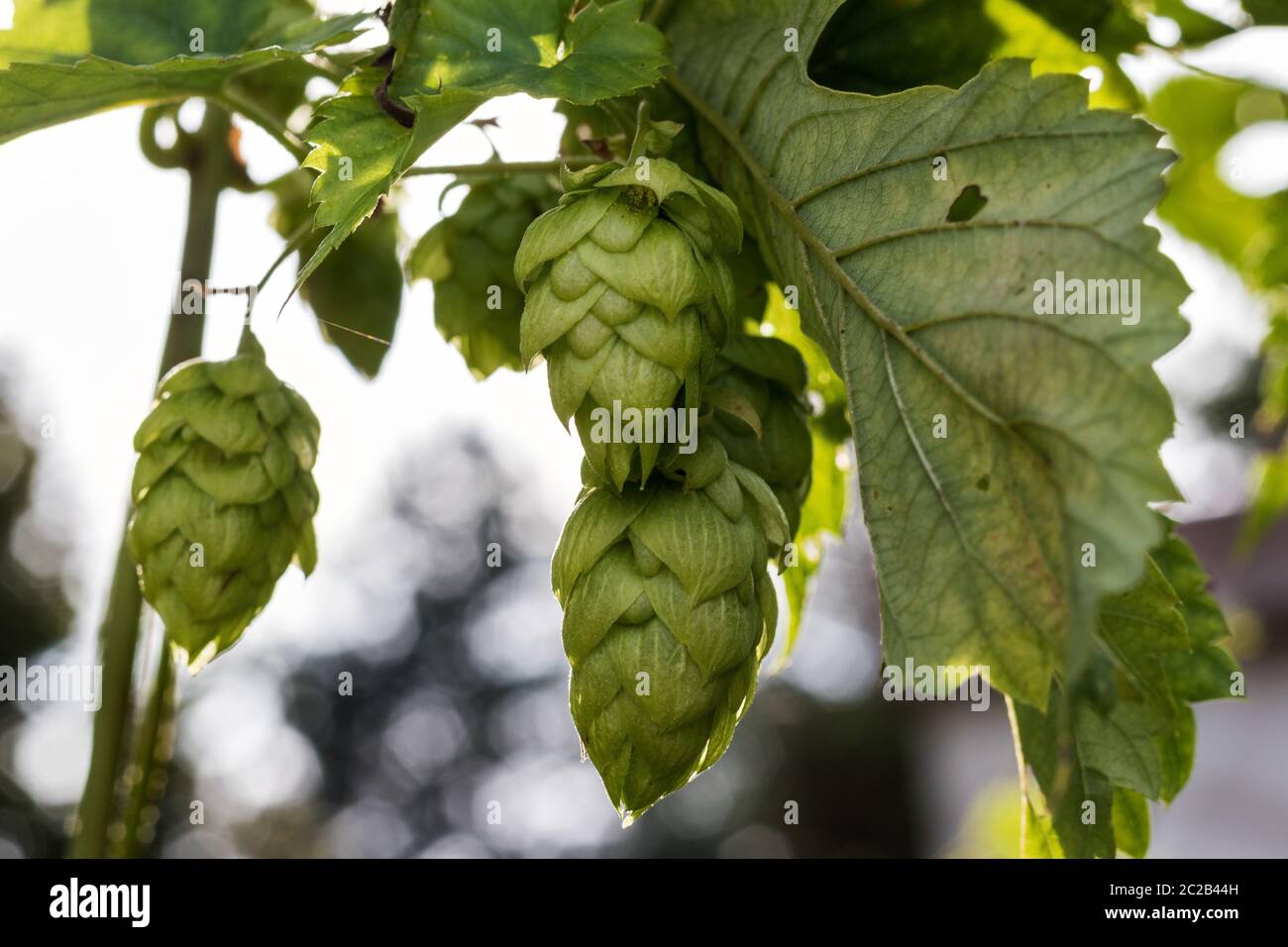 Hopfen Stockfoto