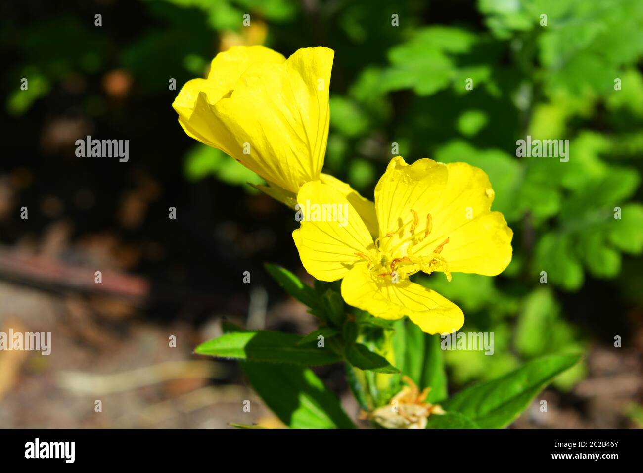 Gelbe große Blüten einer Nachtkerze viereckig wachsend auf der Straße. Bunte und festliche Hintergrund mit vielen kühlen Farben beleuchtet. Stockfoto