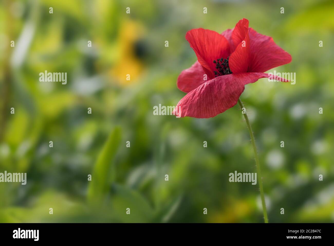 Single Mohnblume auf dem Feld Stockfoto