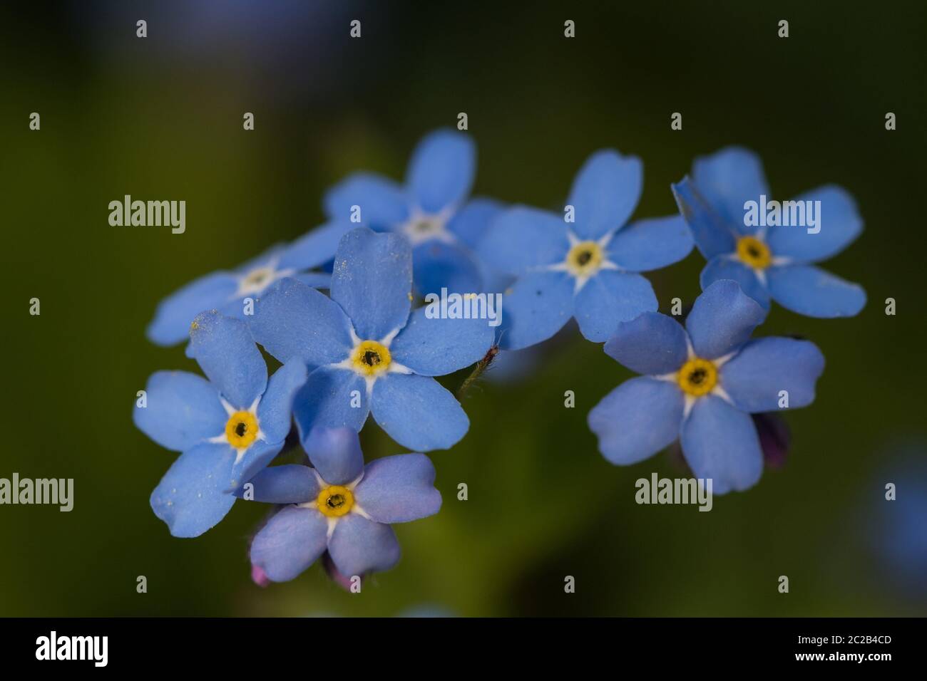 Vergiss mich nicht, Nahaufnahme Stockfoto