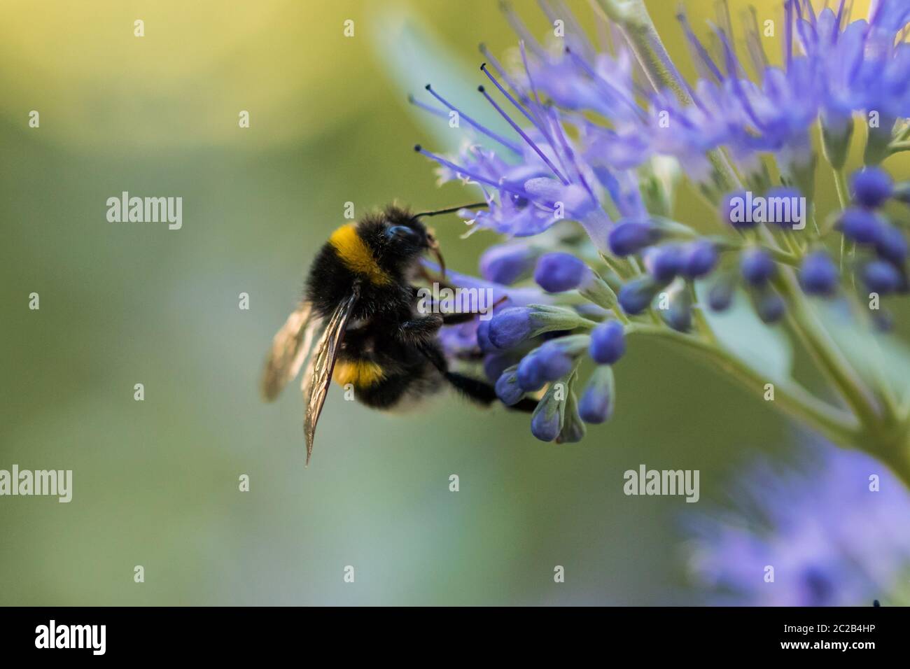 Hummel mit blauer Blüte / Blüte Stockfoto