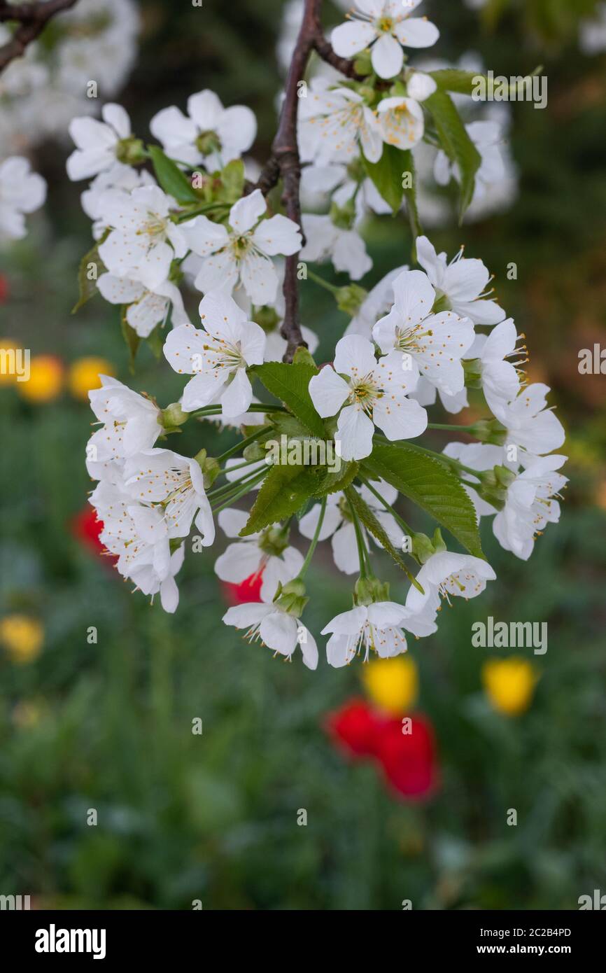 Apfelblüten / Blüten eines Apfelbaums Stockfoto