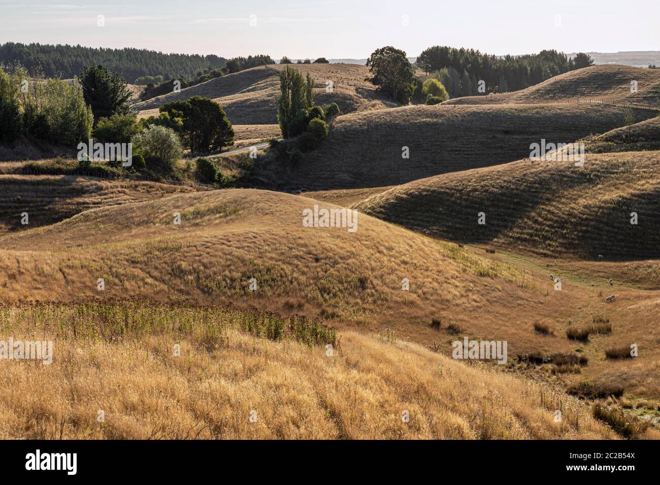 Abendsonne im Pohangina Valley auf der Manawatu Scenic Route in der Nähe von Ashhurst, Manawatu-Whanganui, Nordinsel, Neuseeland Stockfoto