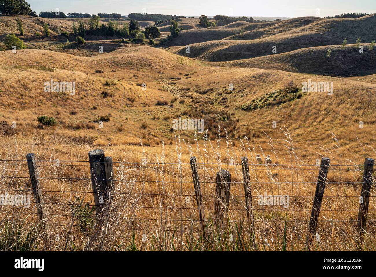 Abendsonne im Pohangina Valley auf der Manawatu Scenic Route, nahe Ashhurst, Manawatu-Wanganui, Nordinsel, Neuseeland Stockfoto