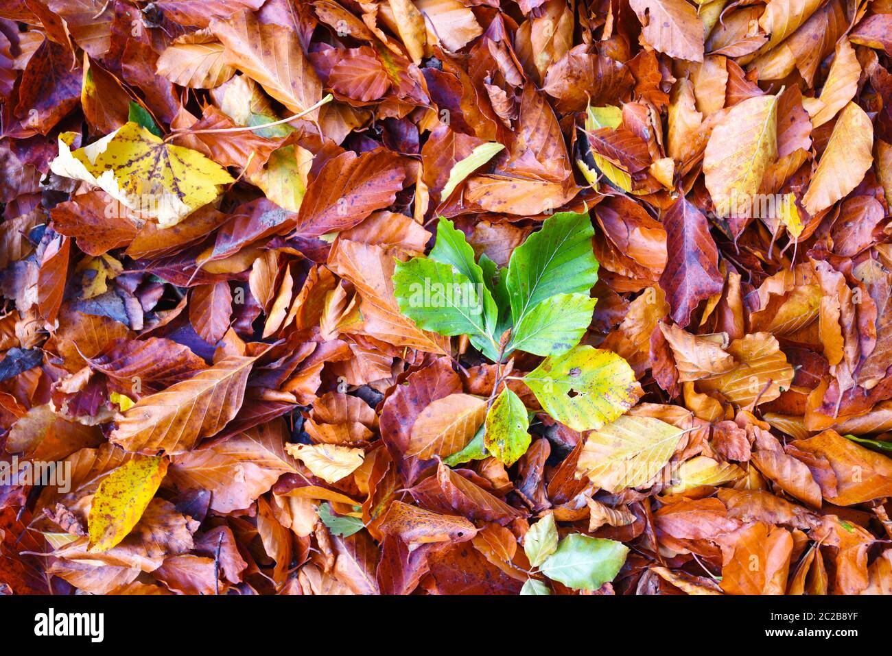 Natürlicher Hintergrund von gefallenen Blättern. Im Freien. Herbstbuche Blätter auf dem Boden Stockfoto