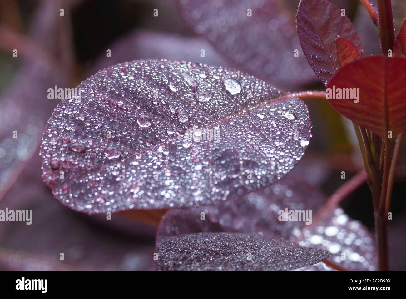 Nahaufnahme der Blätter des Cotinus, des Rauchbusches oder Rauchbusches mit Regentropfen Stockfoto