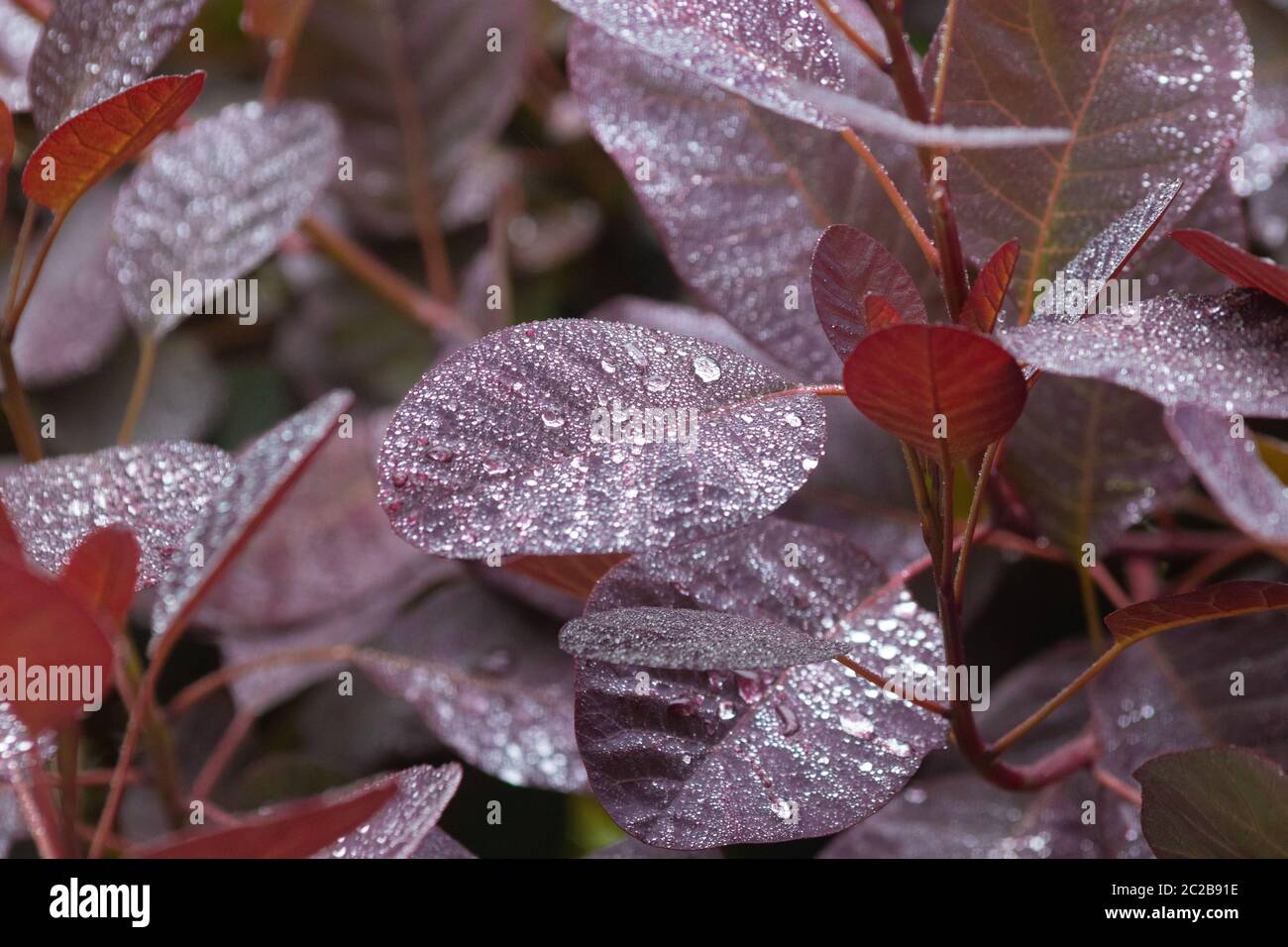 Nahaufnahme der Blätter des Cotinus, des Rauchbusches oder Rauchbusches mit Regentropfen Stockfoto