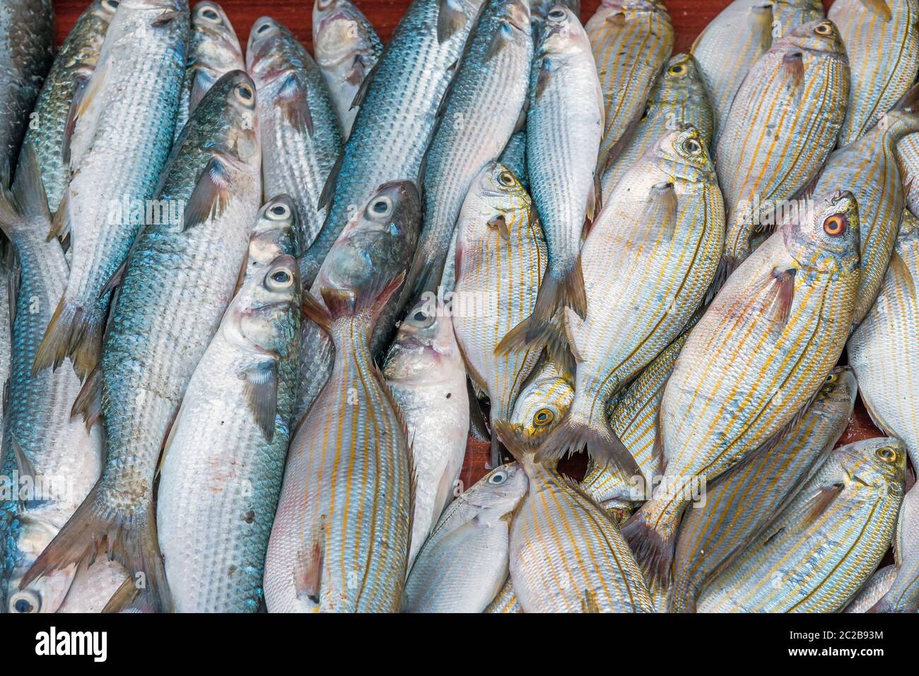 Frischen Fisch auf dem Vucciria Markt in Palermo, Sizilien Stockfoto