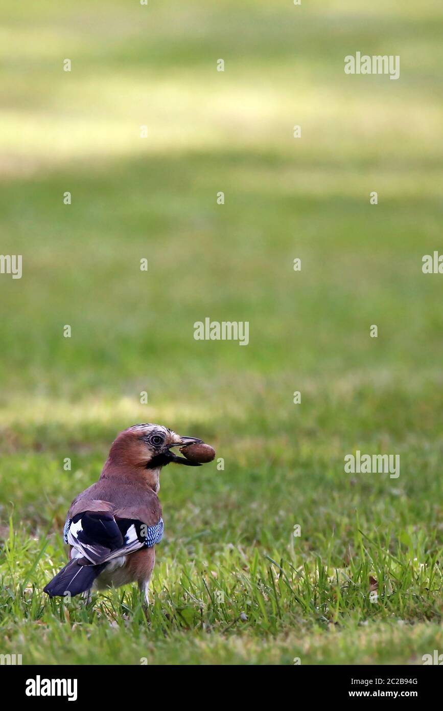 Acorn-hera garrulus glandarius auf Rasen mit Eichel im Schnabel Stockfoto