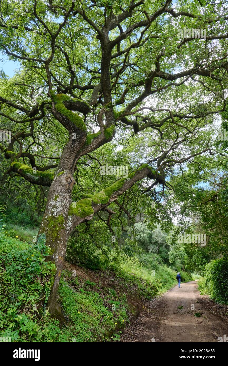 Eichen im Naturpark Arrabida. Palmela, Portugal Stockfoto