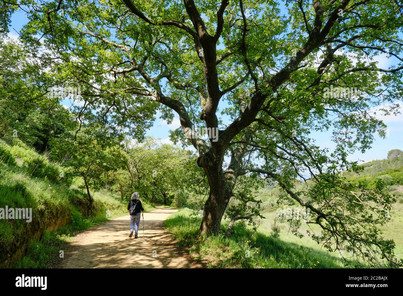 Eichen im Naturpark Arrabida. Palmela, Portugal Stockfoto