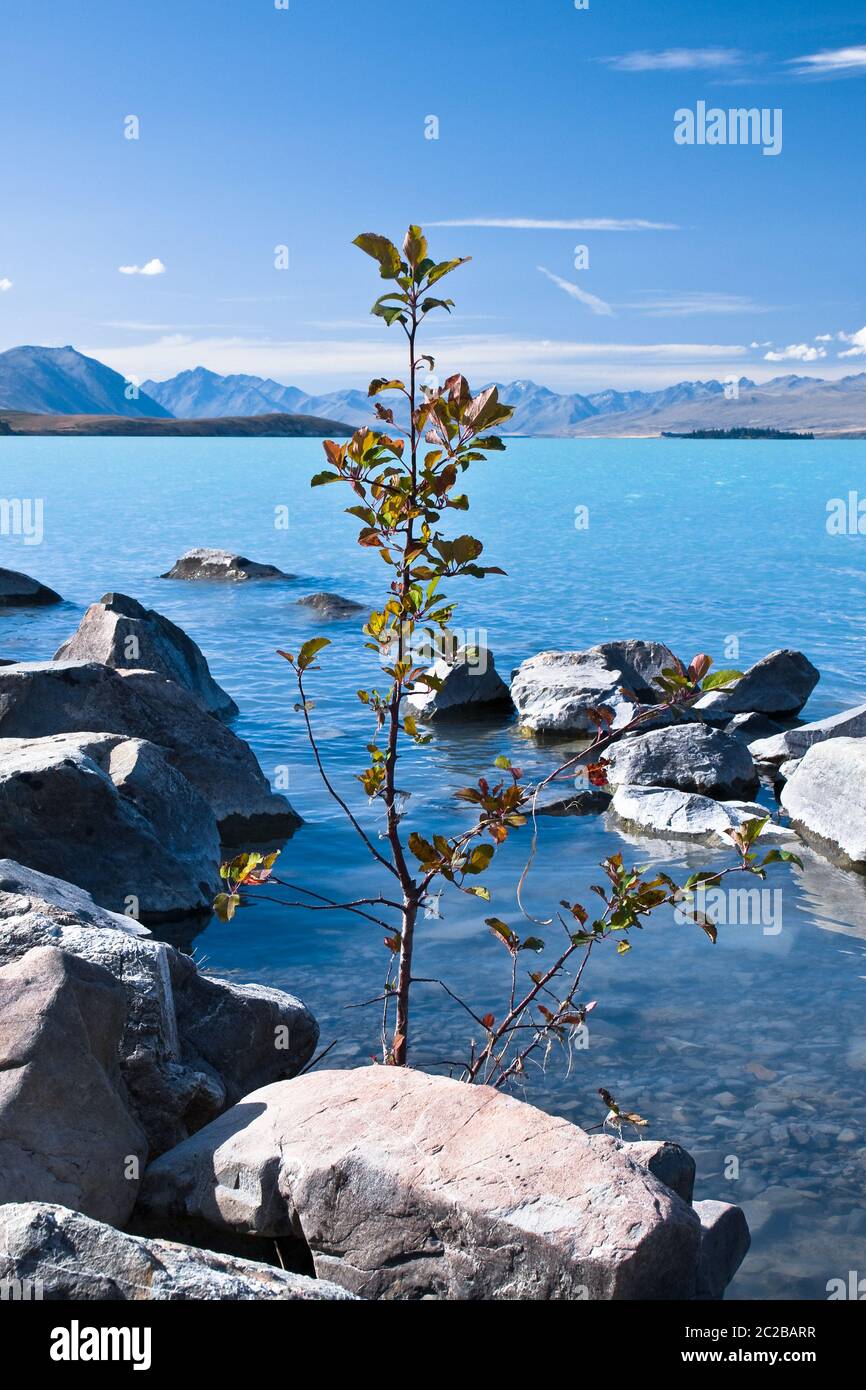 An einem sonnigen Sommertag entspringt im eisblauen Wasser des Lake Tekapo, Neuseeland, eine kleine Pflanze Stockfoto