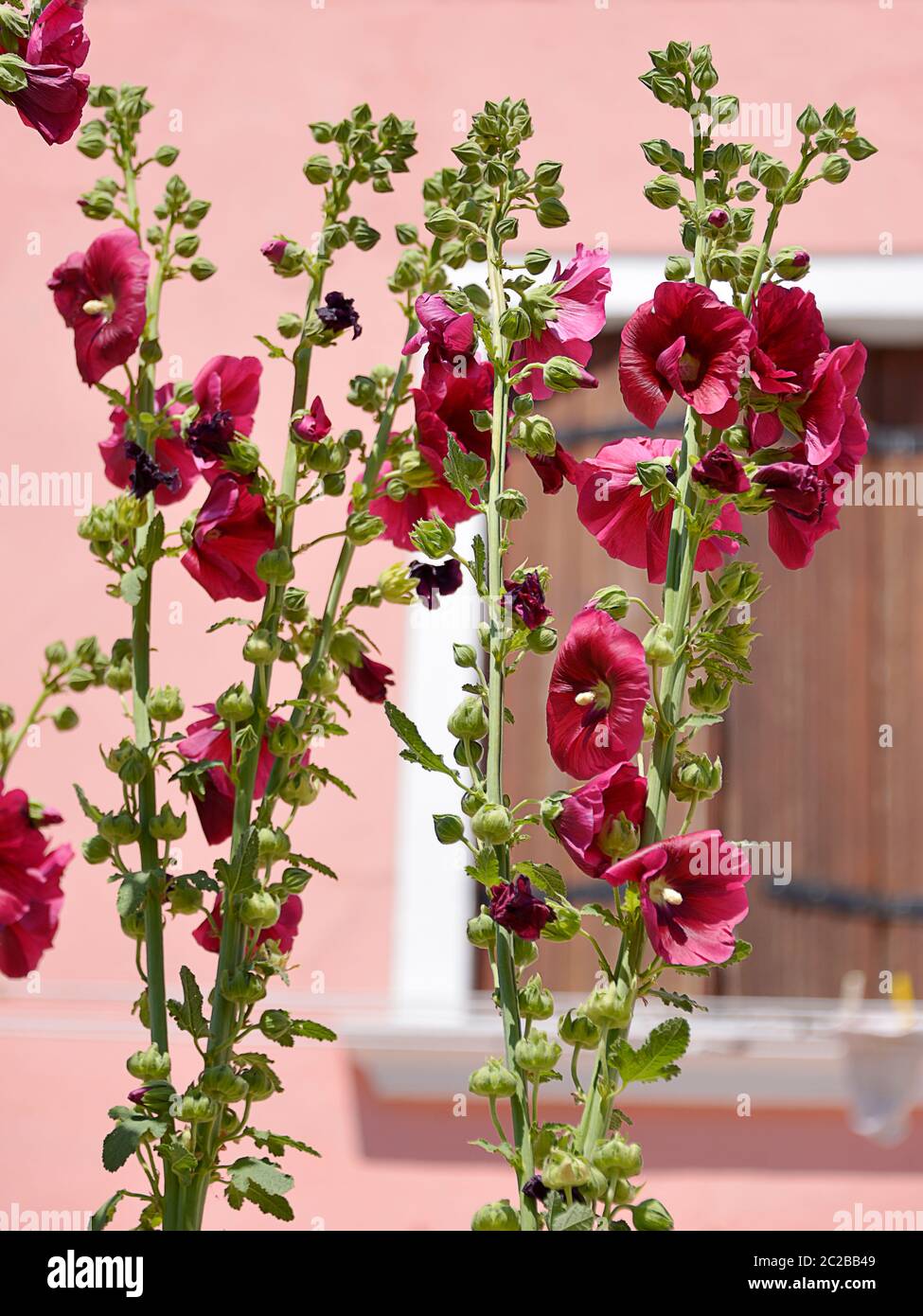 Rote Hollyhocks blühen Stockfoto