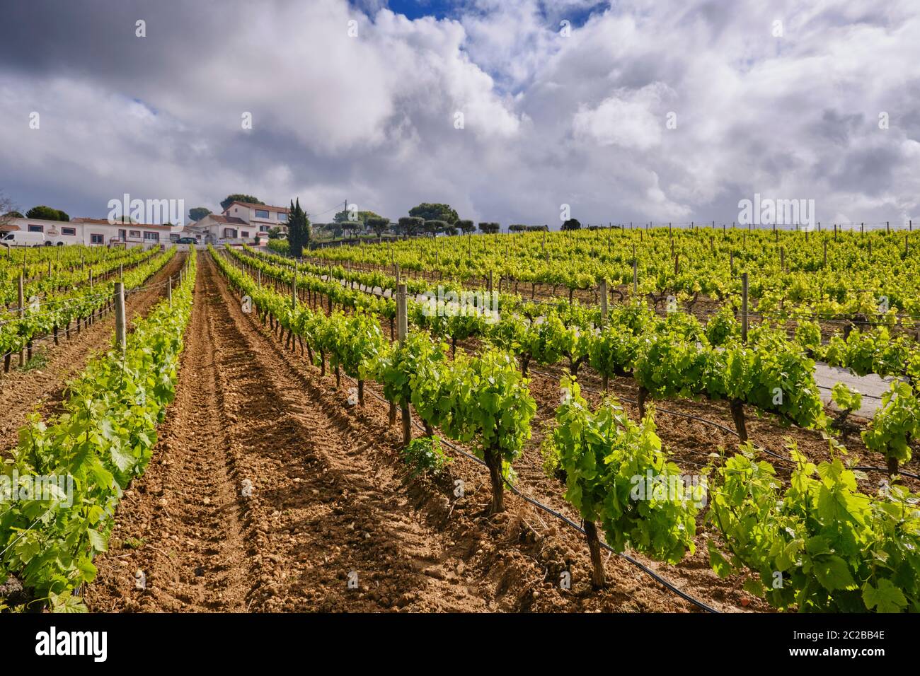 Weinberge, Vila Nogueira de Azeitao. Portugal Stockfoto