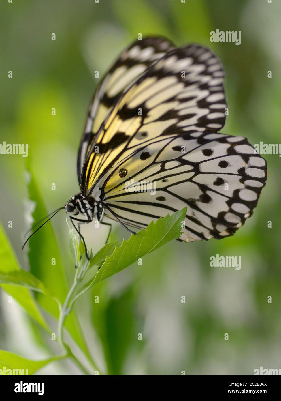 Papier Drachen Schmetterling auf Blatt Stockfoto