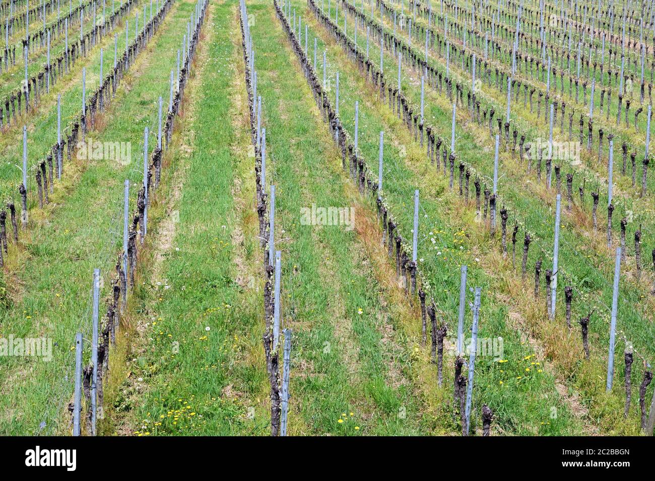 Detailansicht des Weinbaus in Oberrotweil im kaiserlichen Stuhl Stockfoto