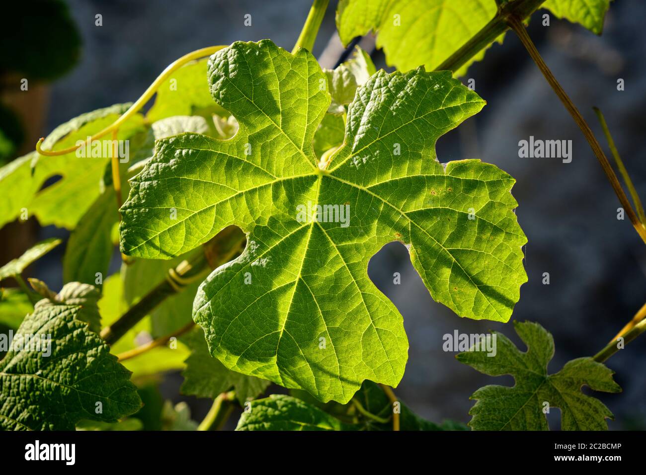 Weinberge im Frühling. Fernao Po, Palmela. Portugal Stockfoto