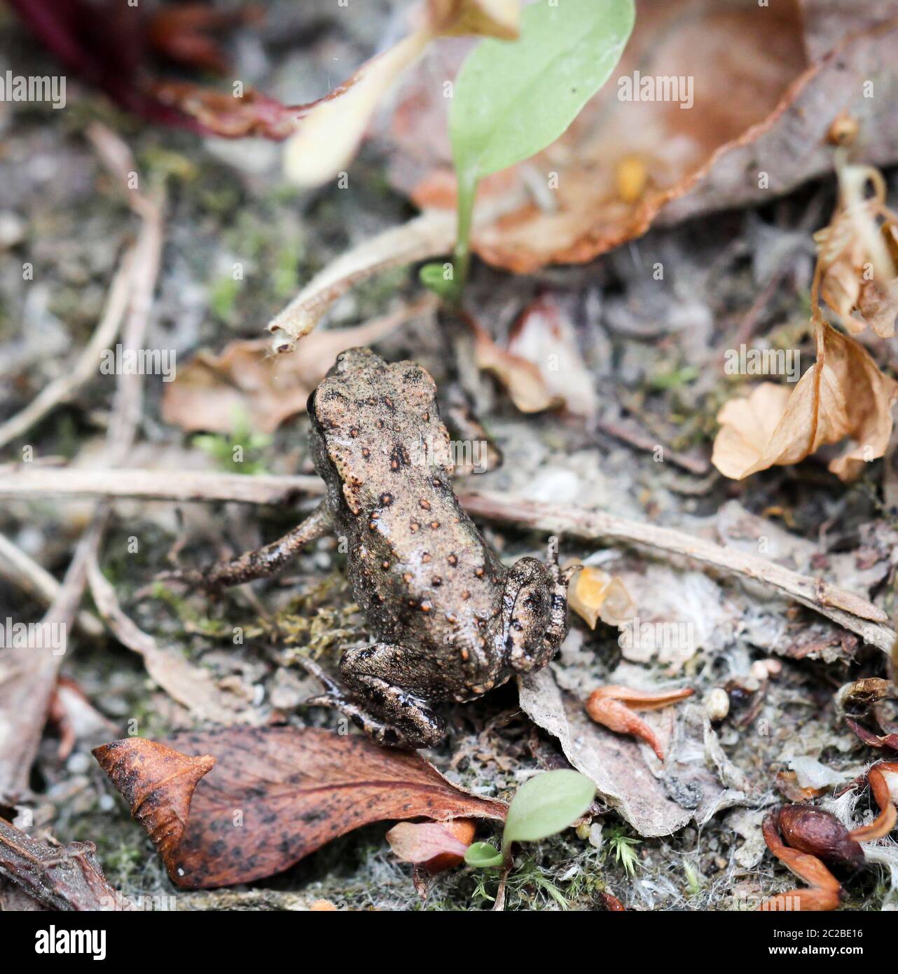 Frosch oder Unkeul zur Paarungszeit im Gestrüpp Stockfoto