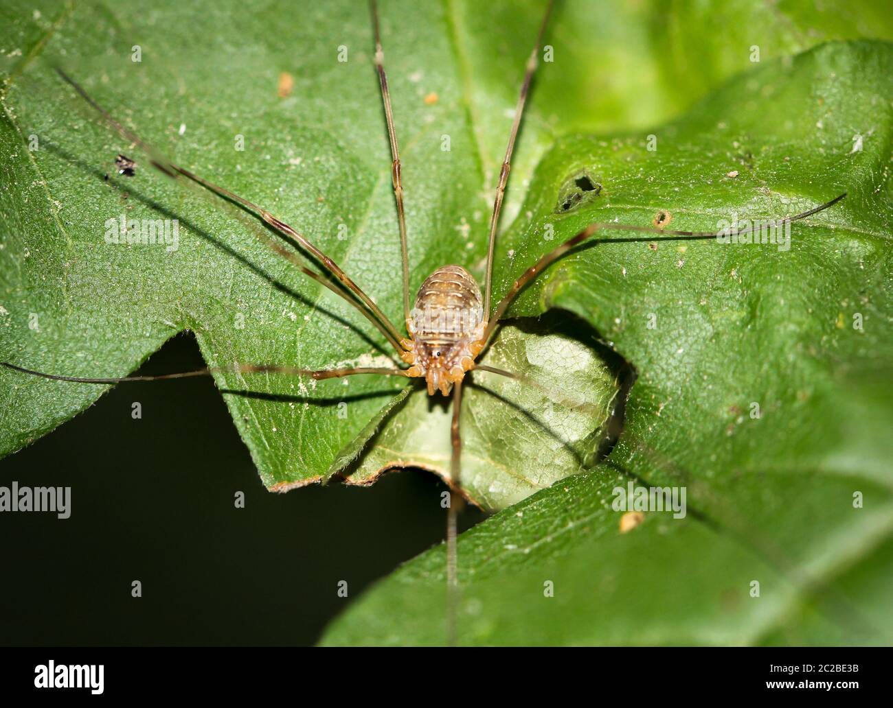 Details einer Spinne, Spinne auf einer Pflanze, Spinne im Netz Stockfoto
