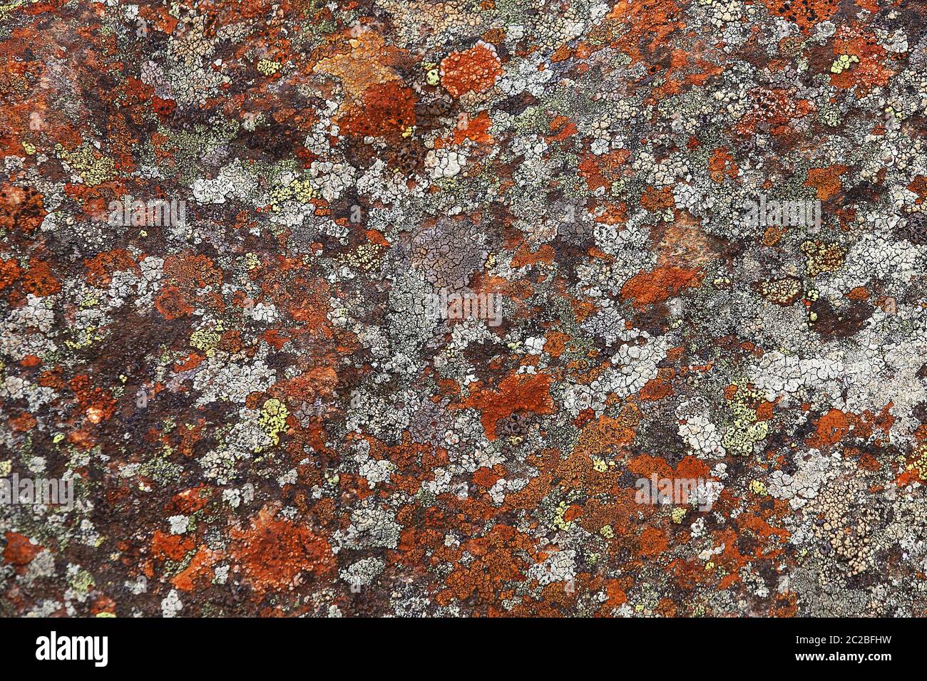 Bunte Flechtenvegetation auf Felsen im Felbertal bei Mittersill Stockfoto