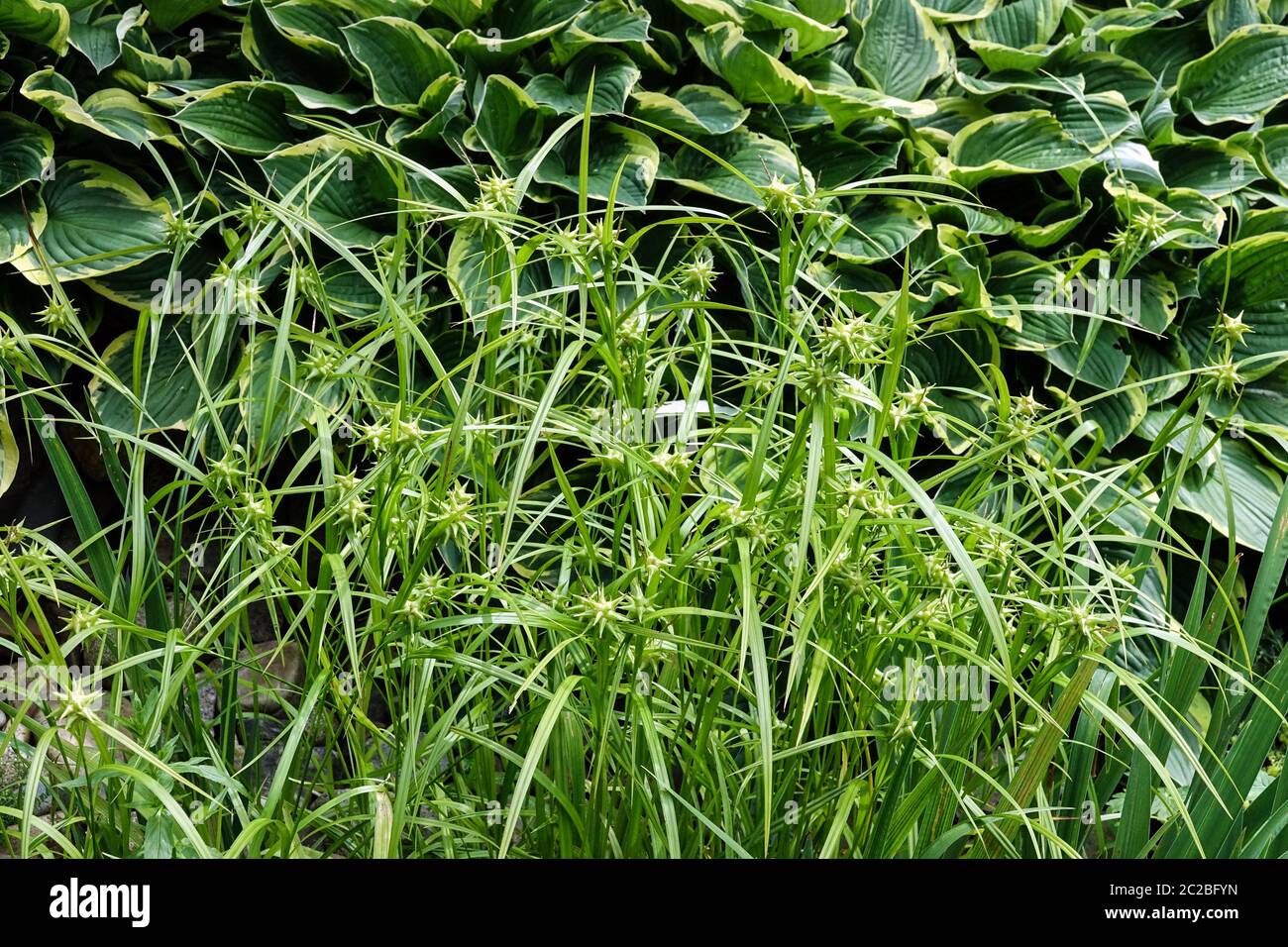 Carex greyi Morning Star Sedge Hosta Stockfoto