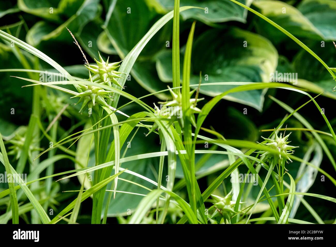 Carex greyi Morning Star Sedge Hosta Stockfoto
