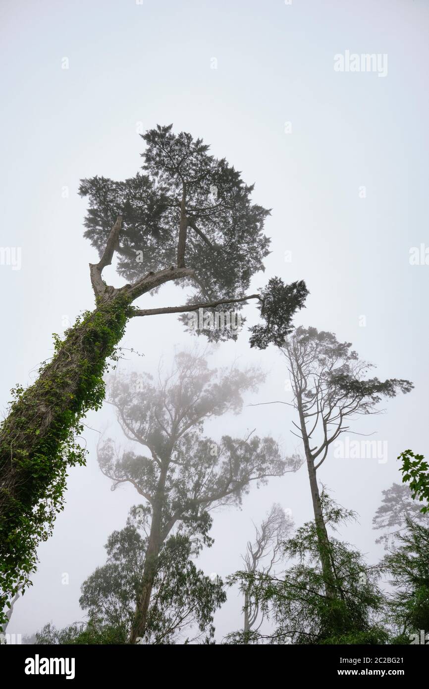 Bäume auf dem Berg an einem nebligen Tag. Naturpark Sintra Cascais, UNESCO-Weltkulturerbe. Portugal Stockfoto