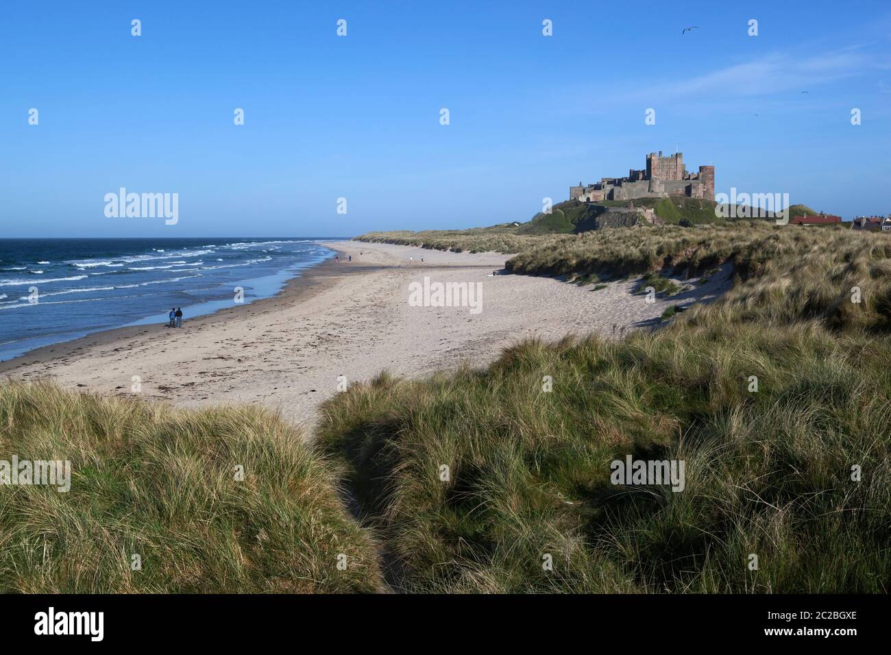 Blick über Dünen zum Strand und Bamburgh Castle auf Basaltfelsen, Bamburgh, Northumberland, England, Großbritannien, Europa Stockfoto