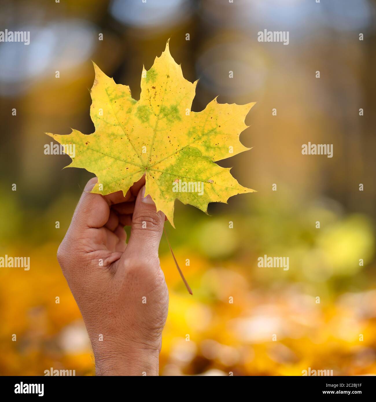 Hand gelb maple leaf auf Herbst gelb sunny Hintergrund Stockfoto