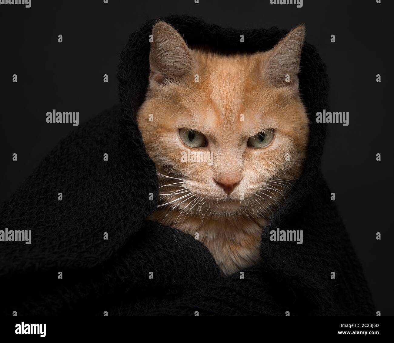 Porträt einer orangen Katze versteckt in einem schwarzen Schal auf schwarzem Hintergrund Stockfoto