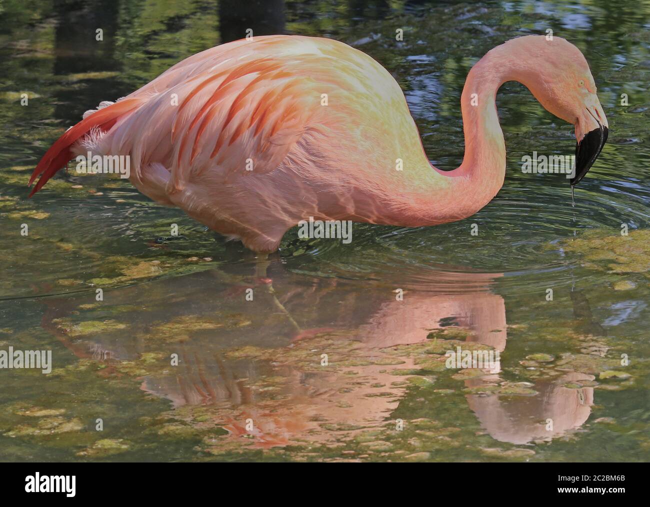 Flamingo mit Spiegelbild im Wasser Stockfoto