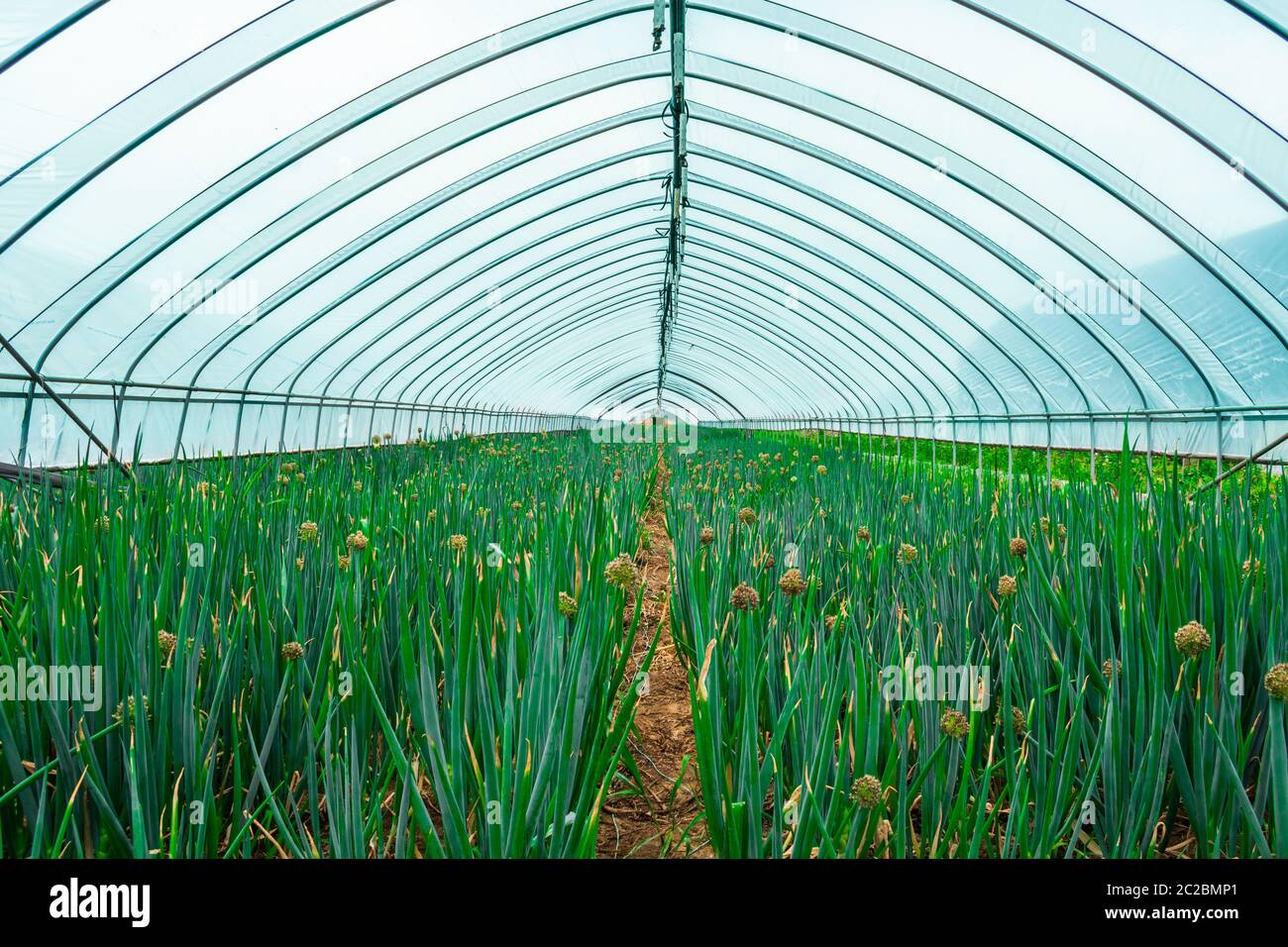Zwiebelblumen blühen im Gewächshaus. Goyang, Südkorea. Stockfoto