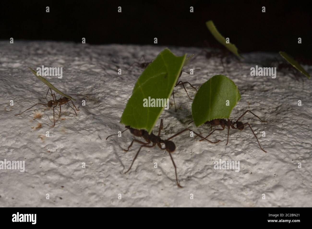 Blattkutter-Ameise, Atta-Kopffüßer, Formicidae, Corcovado-Nationalpark; Osa-Halbinsel; Costa Rica; Centroamerica Stockfoto