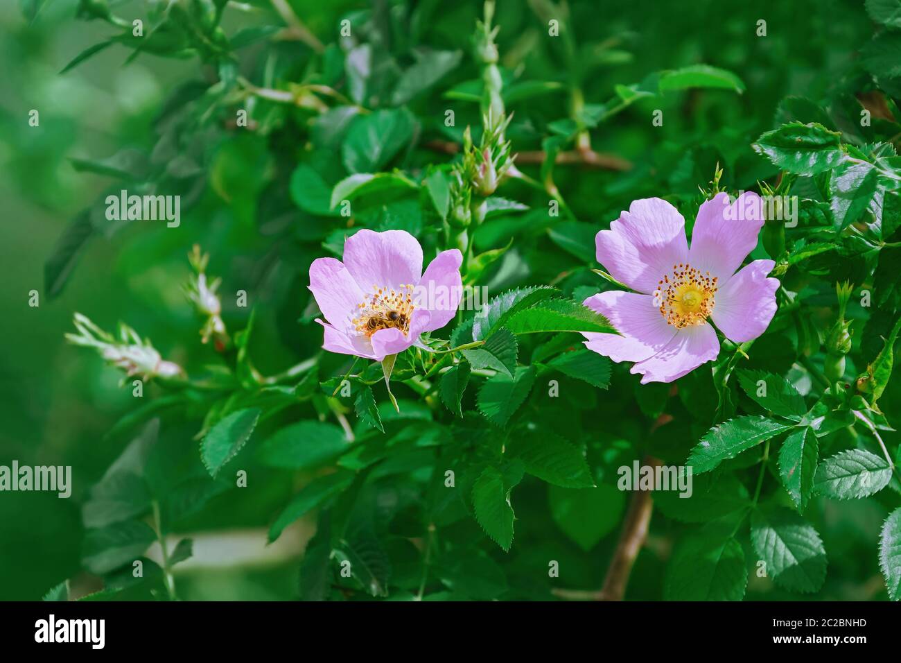 Rosa Blumen der Rosa Multiflora Stockfoto