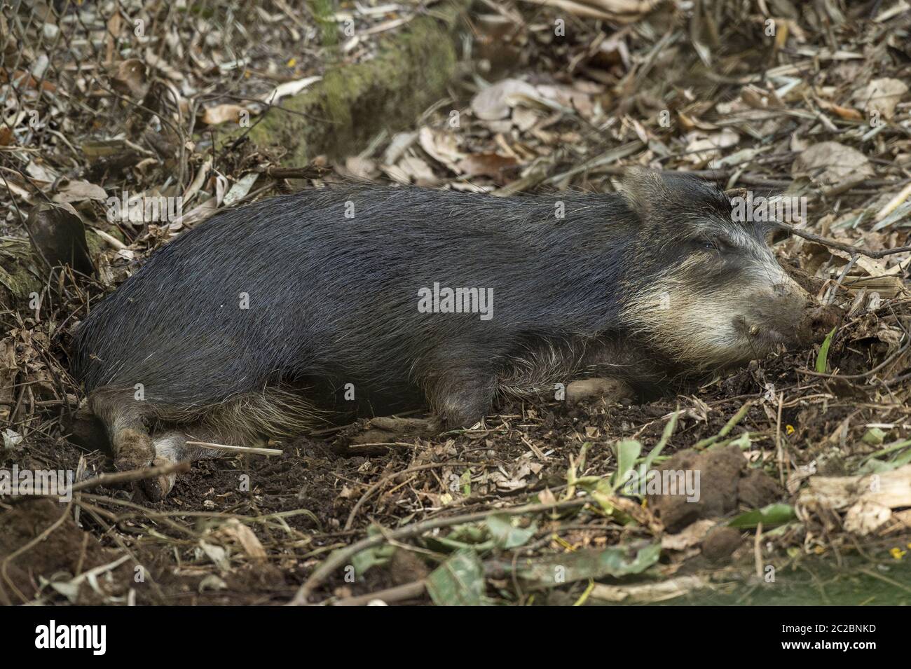 Weißlippspekkarie, Tayassu pecari, Tayassuidae, Costa Rica, Centroamerica Stockfoto