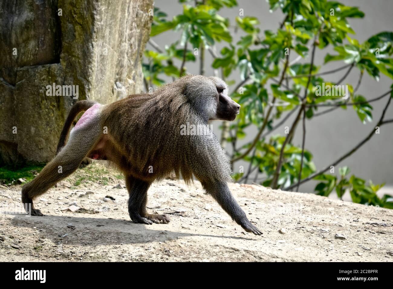 Hamadryas baboon (Papio hamadryas) zu Fuß auf dem Boden und vom Profil gesehen Stockfoto