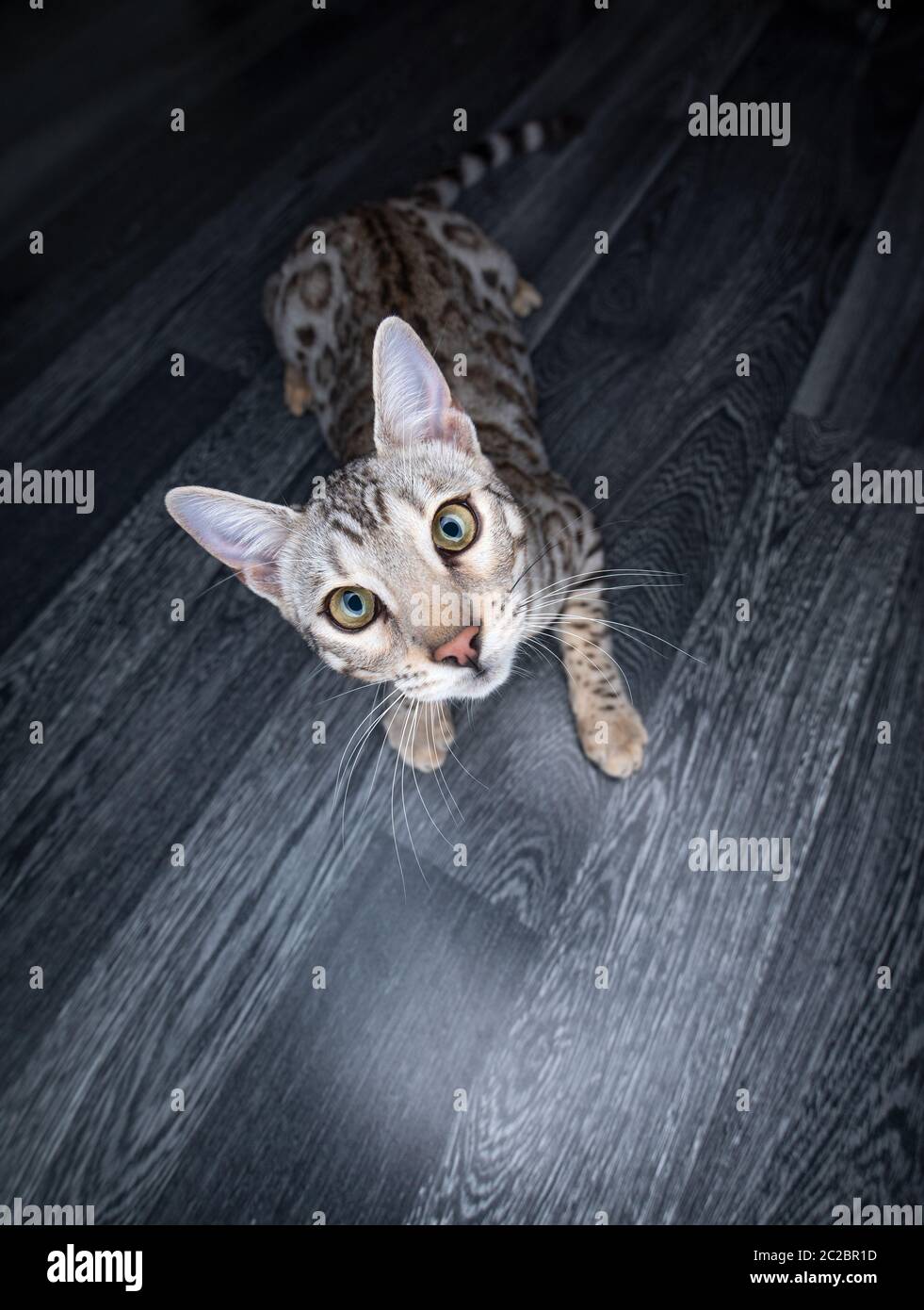 Junge neugierige schwarze silberne Tabby-Rosettenkatze aus bengalen auf grauem Holzboden mit Blick auf die Kamera Stockfoto