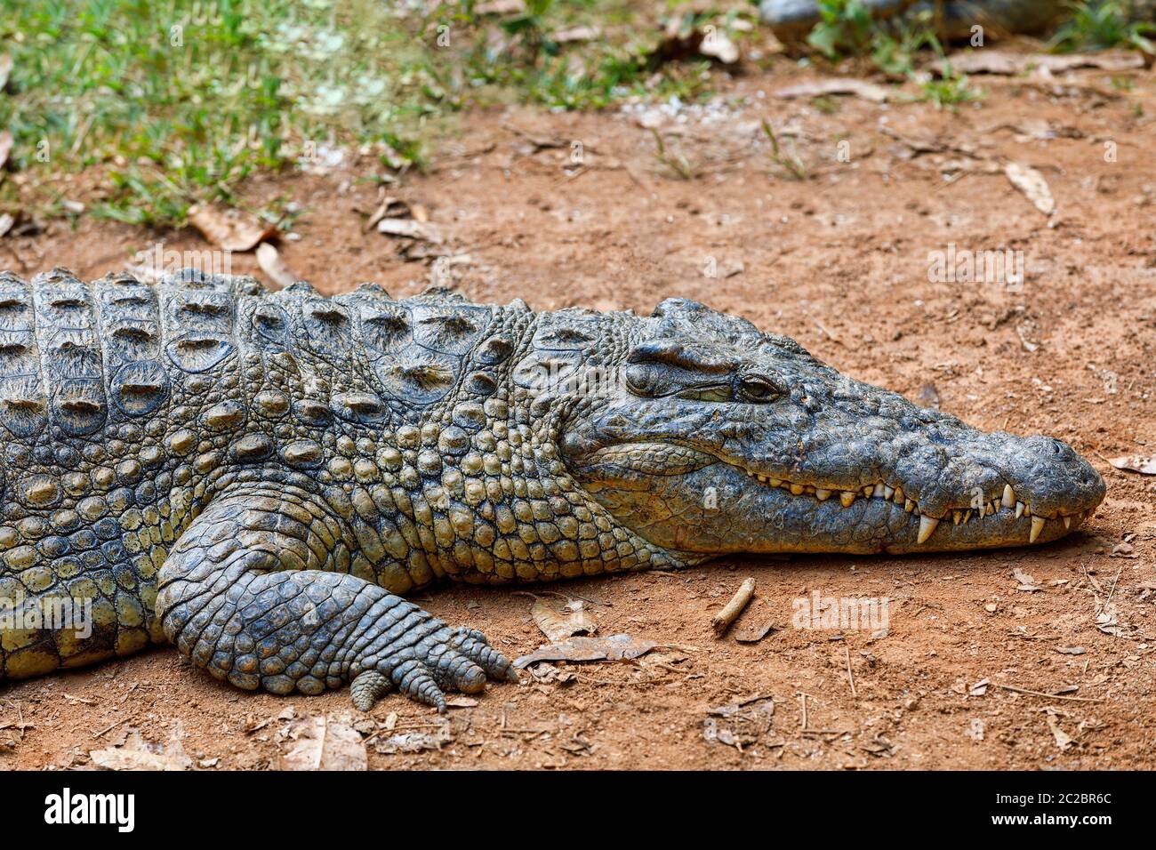 Große Arten von Madagaskar Krokodil, Crocodylus niloticus madagascariensis, vakona Private Reserve. Magagascar Wildnis und Wüste Stockfoto