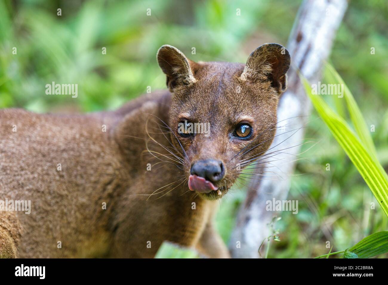 Madagaskar Predator, Abwassertank, Cryptoprocta ferox, Cat, Fleisch fressende SÄUGETIER endemisch auf Madagaskar, Fossa Lemuren essen. Andasibe, vakona Private Rese Stockfoto