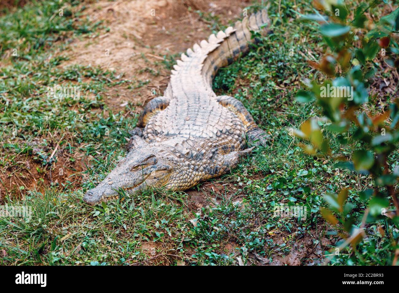 Große Arten von Madagaskar Krokodil, Crocodylus niloticus madagascariensis, vakona Private Reserve. Magagascar Wildnis und Wüste Stockfoto