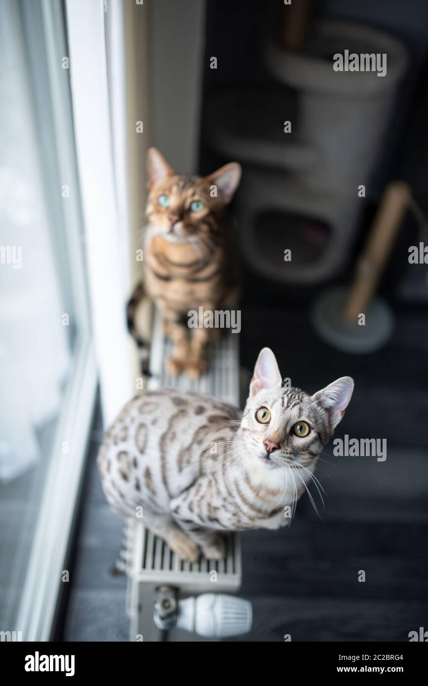 Zwei neugierige bengalische Katzen sitzen auf dem Strahler vor dem Fenster, das nach oben blickt. Ein kratzender Pfosten steht im Hintergrund Stockfoto