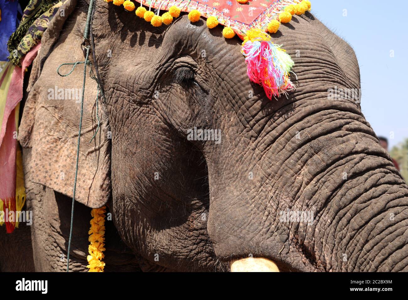 Farbenfrohe Dekoration des Elefanten und die Show während des Elefantenfestivals, Provinz Sayaboury, Laos Stockfoto