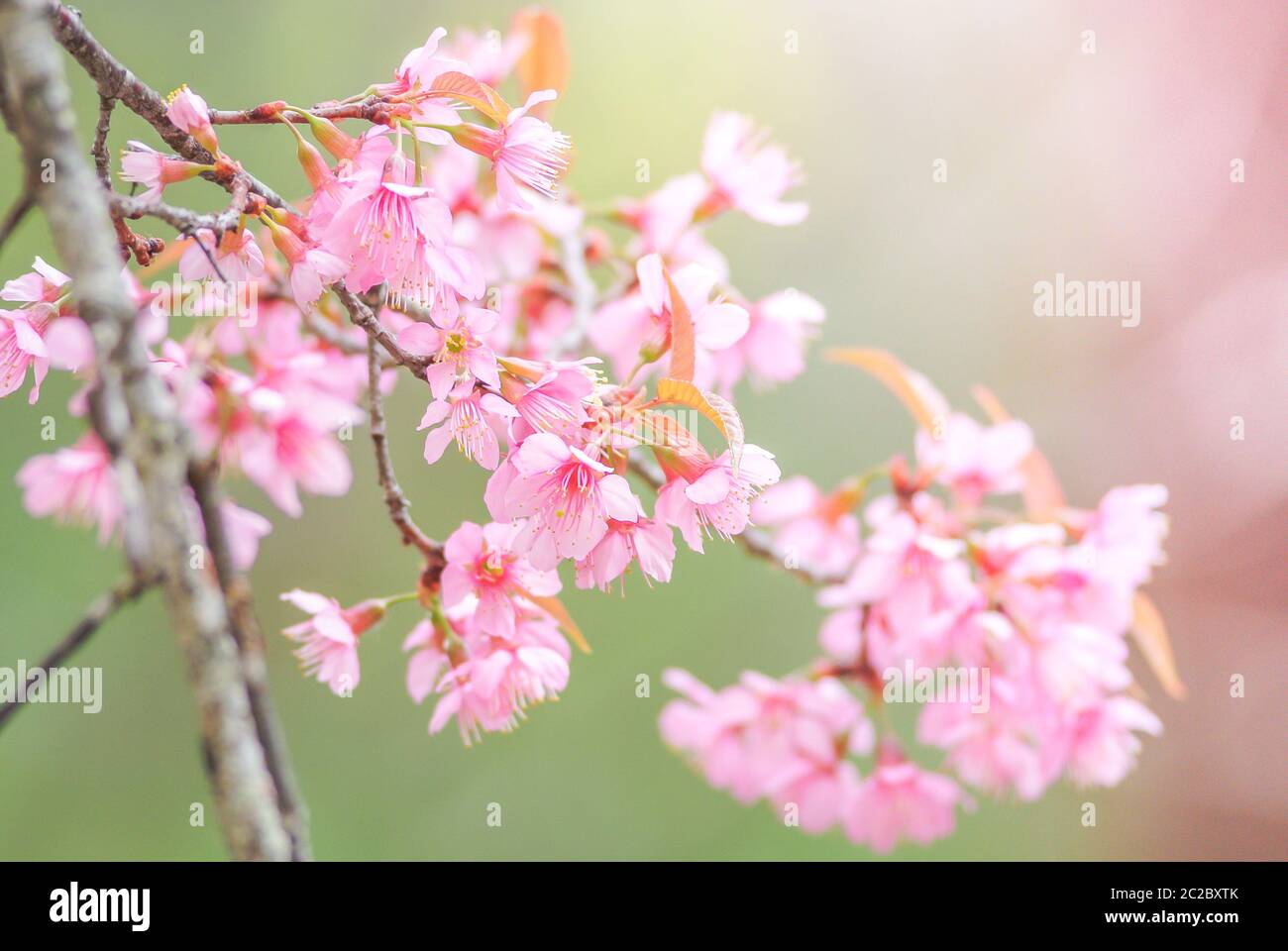 Kirschblüte im Frühling mit weichem Fokus, unscharf verschwommen Frühling Kirschblüte, Bokeh Blume backgr Stockfoto
